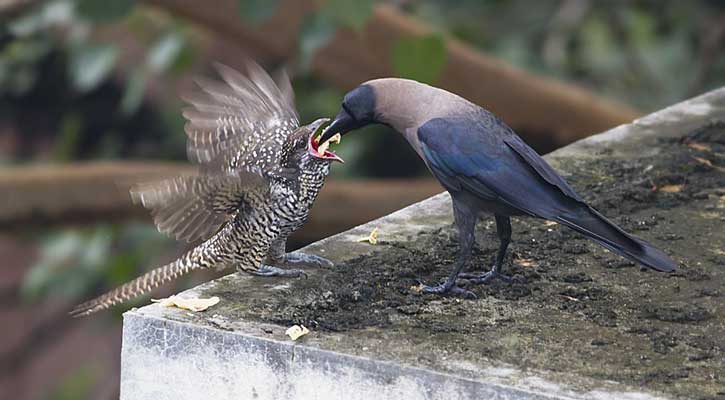 বোকা কাক খাওয়াচ্ছে কোকিলের বাচ্চা