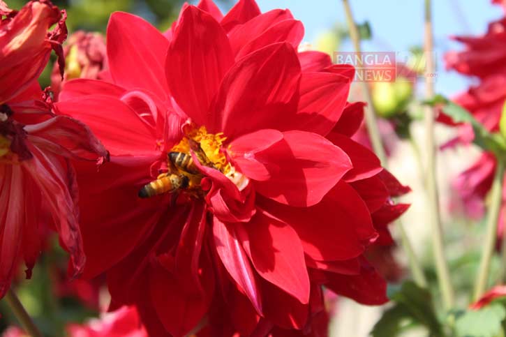 খুবির ক্যাম্পাসে ফুলের বাহার। ছবি: বাংলানিউজ
