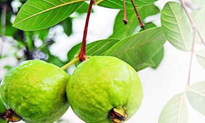 রক্তচাপ নিয়ন্ত্রণে গুরুত্বপূর্ণ ভূমিকা পালন করে পেয়ারা