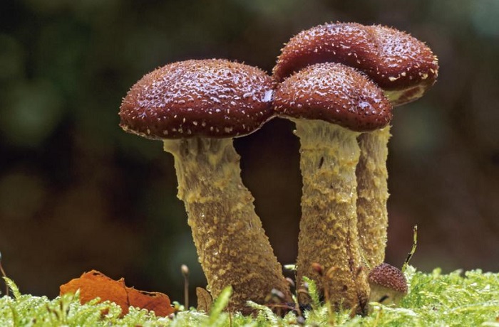 ছত্রাক