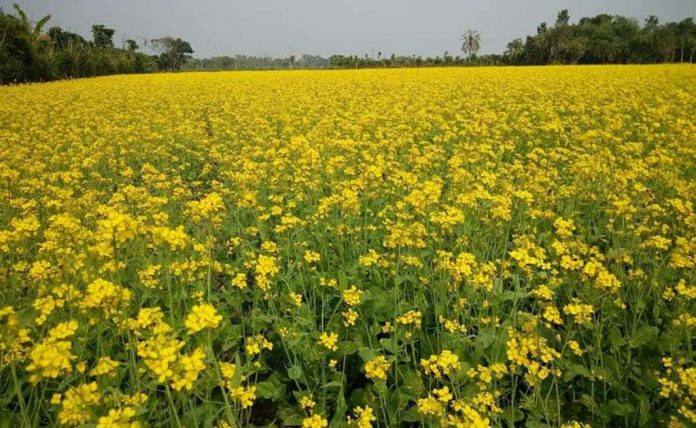 সরিষা-যশোর