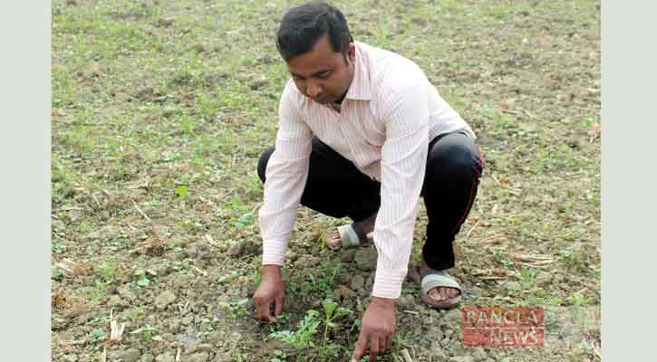 তরমুজের চারার যত্ন নিচ্ছেন কৃষক। ছবি: বাংলানিউজ