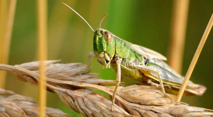 ফসল খাচ্ছে একটি পঙ্গপাল