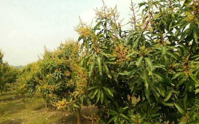 মেহেরপুর