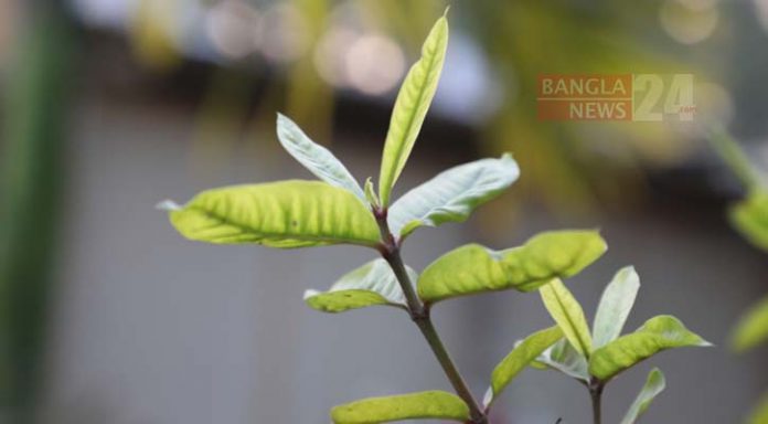 কচি পাতায় নতুনের আহ্বান/ছবি: বাদল