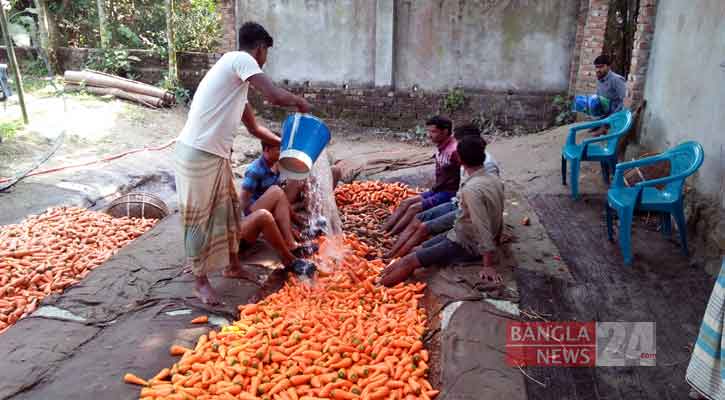 গাজর পরিষ্কার করছেন শ্রমিকরা। ছবি: বাংলানিউজ