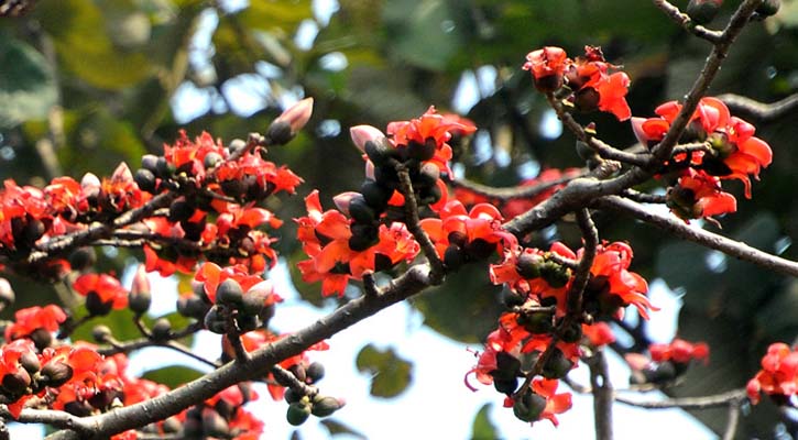 ও পলাশ ও শিমুল...