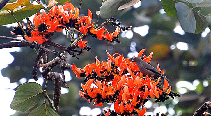 ও পলাশ ও শিমুল...