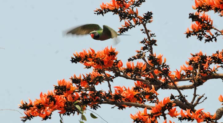ও পলাশ ও শিমুল...