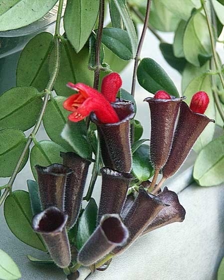 লিপস্টিক ফুল