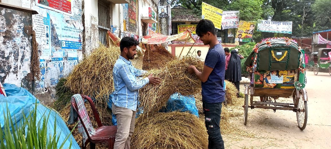 ঈদুল আজহাকে সামনে রেখে ব্রাহ্মণবাড়িয়ায় চাহিদা বেড়েছে গো-খাদ্যের।
